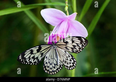 Cerf-volant de papier ou de riz Papillon (idée leuconoe), butteflies de Thaïlande, de Malaisie et de Bornéo Banque D'Images