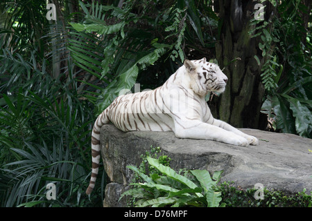 Tigre du Bengale blanc couché sur rock Banque D'Images