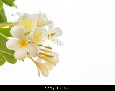 Frangipanier blanc sur fond blanc Banque D'Images