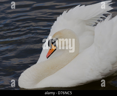 Flottant sur la rivière Swan Banque D'Images