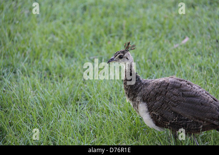 Pavo Cristatus paon (Poussin) Banque D'Images