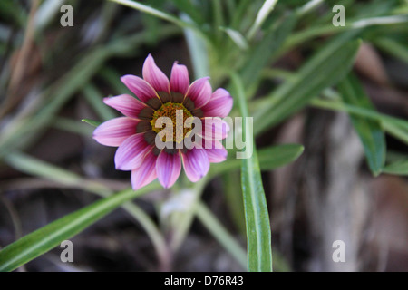 Purple Flower Gazania rigens (Trésor) Banque D'Images