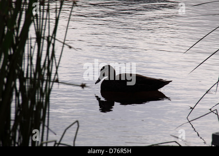 Pacific Canard noir (Anas superciliosa) Banque D'Images