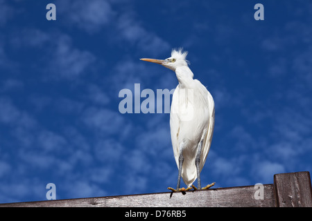 L'aigrette garzette, Egretta garzetta contre le ciel bleu Banque D'Images