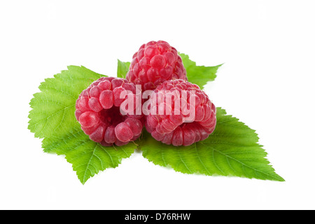 Avec la feuille de framboise isolé sur fond blanc Banque D'Images