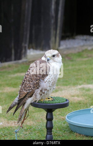 Croisement entre Gyr Falcon (Falco rusticolus) et faucon sacre (Falco cherrug) au Centre d'oiseaux de proie de Cornouailles Banque D'Images