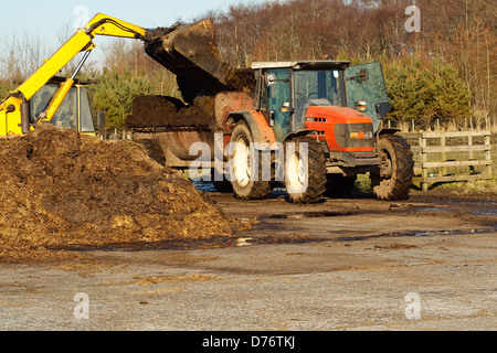 Scène agricole agriculteur de son chargement de l'épandeur de fumier muck commercial avant de fertiliser son champ Banque D'Images