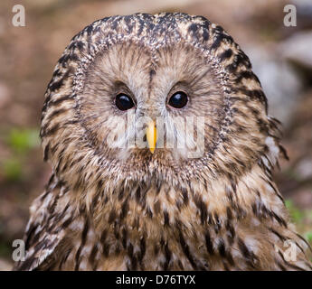 Chouette de l'Oural (Strix uralensis) est vu dans une volière owl dans une petite carrière de Borova Lada, la République tchèque, le 30 avril 2013. Les gens peuvent voir les différents oiseaux qui vivent dans la forêt de Bohême. (CTK Photo/David Veis) Banque D'Images