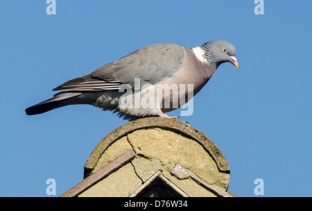 Ramier (Columba palumbus) debout sur un toit contre le ciel bleu. Banque D'Images