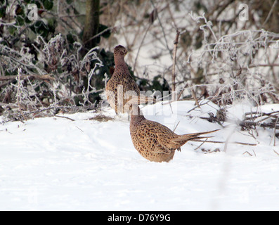 Deux Faisans à collier anneau femelle (Phasianus colchicus) pavane le long d'une prairie enneigée Banque D'Images