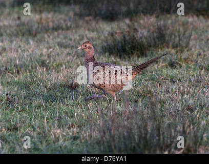 Bague femelle Faisan de chasse (Phasianus colchicus) courir vite dans une prairie d'hiver Banque D'Images