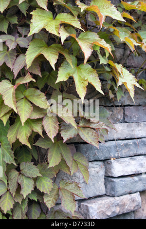 Boston ivy grimpantes sur le mur de roche au printemps Banque D'Images