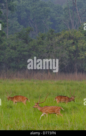 Chital deer (Axis axis troupeau dans les prairies Banque D'Images