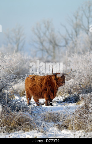 Quern, Allemagne, Scottish Highland cattle dans ganzjaehriger free range Banque D'Images