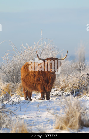 Quern, Allemagne, Scottish Highland cattle dans ganzjaehriger free range Banque D'Images