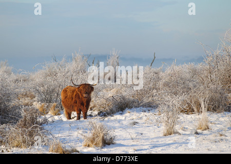 Quern, Allemagne, Scottish Highland cattle dans ganzjaehriger free range Banque D'Images