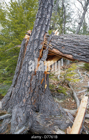 Le bois tordu arbre pendant les mois de printemps le long de Albany, New Hampshire, USA Banque D'Images