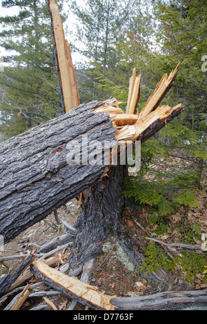 Le bois tordu arbre pendant les mois de printemps le long de Albany, New Hampshire, USA Banque D'Images