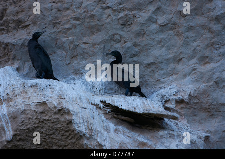 Socotrian endémiques les cormorans au Yémen Banque D'Images