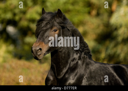 Poney Fell Portrait Banque D'Images