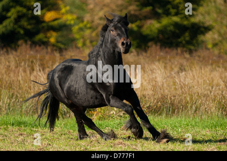 Le galop Poney Fell Banque D'Images