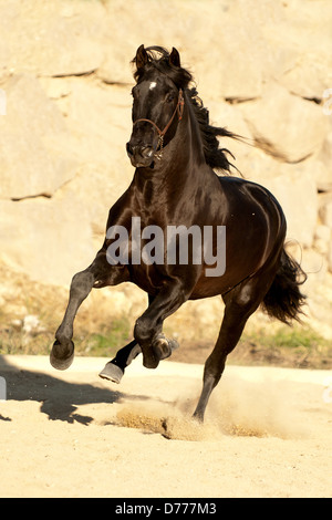 Le galop Pura Raza Espanola Banque D'Images