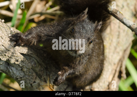 Un écureuil gris noir melanistic grimpe dans un arbre. Banque D'Images