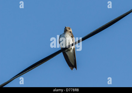 Une femelle purple martin est perché sur un fil. Banque D'Images