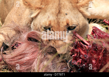 Close-up of a Lion (Panthera leo) manger un gnou, Masai Mara, Kenya Banque D'Images