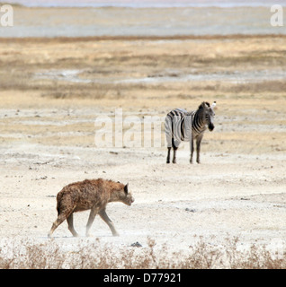 L'Hyène tachetée (Connochaetes taurinus) et les jeunes zèbre Des Plaines (Equus quagga), le cratère du Ngorongoro, en Tanzanie Banque D'Images