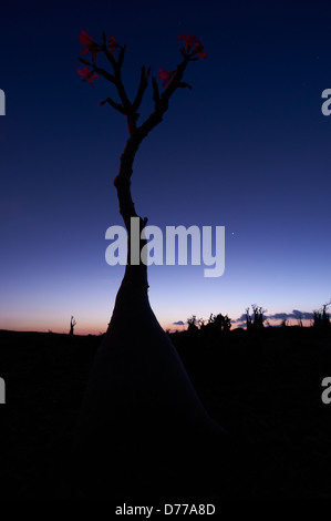 De soleil colorés avec la bouteille de Socotra arbre endémique Banque D'Images