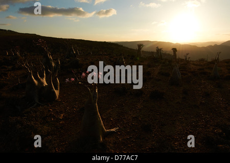 Coucher du soleil avec une bouteille d'arbres sur l'île de Socotra, au Yémen Banque D'Images