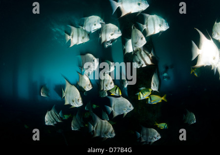 Une école d'Atlantic spadefish sous Blue Heron Bridge à Palm Beach, en Floride Banque D'Images