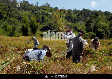 La récolte du riz en Thaïlande Banque D'Images