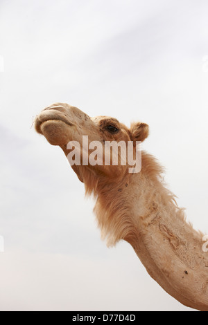 Portrait candide de l'intérieur de chameau désert du Sahara Maroc Banque D'Images