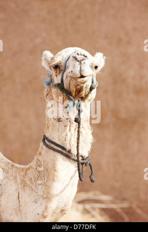 Portrait candide de l'intérieur de chameau désert du Sahara Maroc Banque D'Images