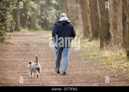 Chien marchant au Royaume-Uni; un homme marchant son chien dans les bois sur un chemin de l'arrière au printemps, Suffolk au Royaume-Uni Banque D'Images