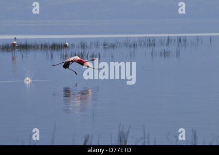 Flamant rose décolle dans le lac Nakuru, Kenya Banque D'Images