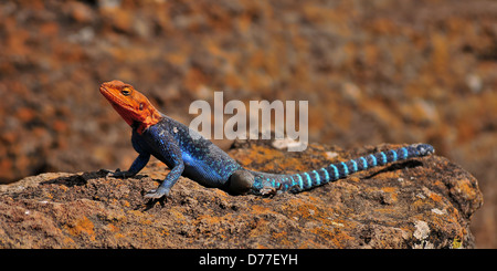 Agama à tête orange Soleil dans le lac Nakuru, Kenya Banque D'Images