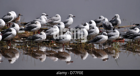 Mouettes à tête grise dans Reflecrion le lac Nakuru, Kenya Banque D'Images