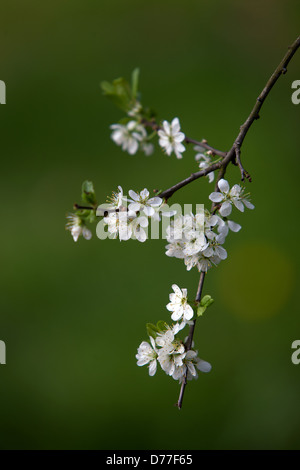 La floraison des rameaux prunelle fond vert République Tchèque Banque D'Images