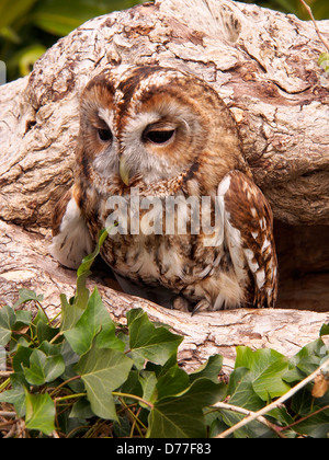 Ash - Little Owl Tawney, homme, éclos 2012 peeking out d'arbre évidé Banque D'Images