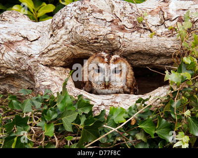 Ash - Little Owl Tawney, homme, éclos 2012 peeking out d'arbre évidé Banque D'Images