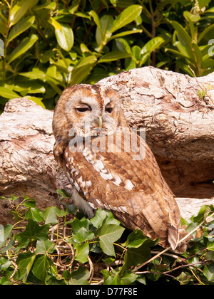 Ash - Little Owl Tawney, homme, éclos 2012 Comité permanent sur l'arbre évidé Banque D'Images