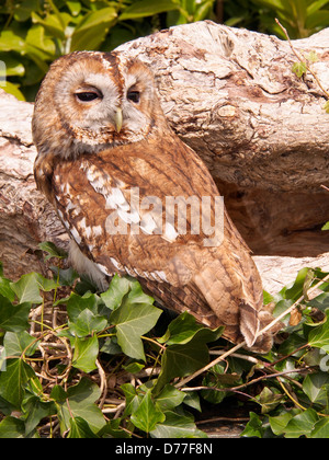 Marley - petit hibou, homme, éclos sur 2012 arbre évidé Banque D'Images