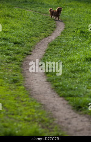 Chien en attente au bout des sentiers battus, sentier prairie herbeuse Banque D'Images