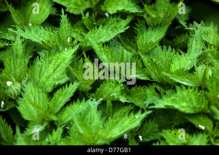 L'ortie, Urtica dioica, feuilles de printemps frais Banque D'Images