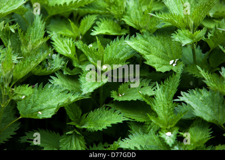 L'ortie, Urtica dioica, feuilles de printemps frais Banque D'Images