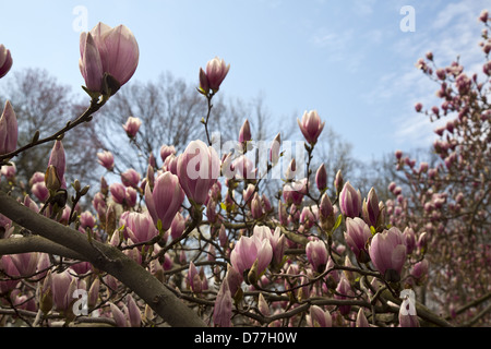 Modèle de fleurs Magnolia en fleurs sur l'arbre Banque D'Images