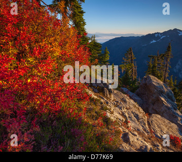 Mont Baker-Snoqualmie National Forest, WA : UN Bush à la couleur de l'automne huckleberry en vue des North Cascades Banque D'Images